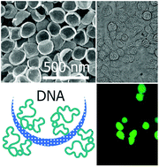 Graphical abstract: A mesoporous organosilica nano-bowl with high DNA loading capacity – a potential gene delivery carrier