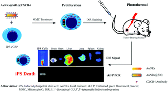 Graphical abstract: Mitomycin C-treated human-induced pluripotent stem cells as a safe delivery system of gold nanorods for targeted photothermal therapy of gastric cancer