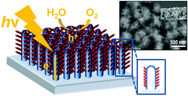 Graphical abstract: α-Fe2O3/TiO2 3D hierarchical nanostructures for enhanced photoelectrochemical water splitting