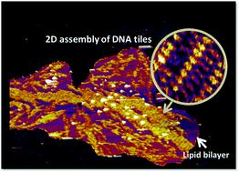 Graphical abstract: Amphiphilic DNA tiles for controlled insertion and 2D assembly on fluid lipid membranes: the effect on mechanical properties