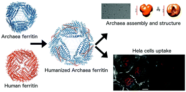 Graphical abstract: Humanized archaeal ferritin as a tool for cell targeted delivery