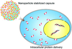 Graphical abstract: Cytosolic delivery of large proteins using nanoparticle-stabilized nanocapsules