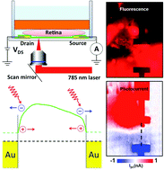 Graphical abstract: Probing electrical signals in the retina via graphene-integrated microfluidic platforms