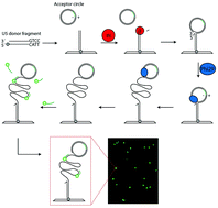 Graphical abstract: Novel DNA sensor system for highly sensitive and quantitative retrovirus detection using virus encoded integrase as a biomarker
