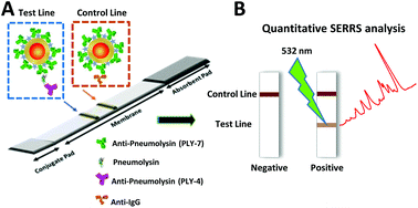 Graphical abstract: Au@Ag SERRS tags coupled to a lateral flow immunoassay for the sensitive detection of pneumolysin