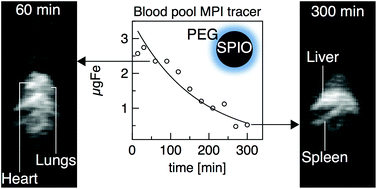 Graphical abstract: Evaluation of PEG-coated iron oxide nanoparticles as blood pool tracers for preclinical magnetic particle imaging