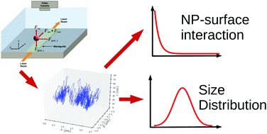 Graphical abstract: Using single nanoparticle tracking obtained by nanophotonic force microscopy to simultaneously characterize nanoparticle size distribution and nanoparticle–surface interactions