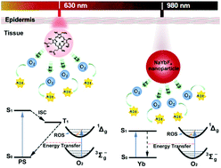 Graphical abstract: NaYbF4 nanoparticles as near infrared light excited inorganic photosensitizers for deep penetration in photodynamic therapy