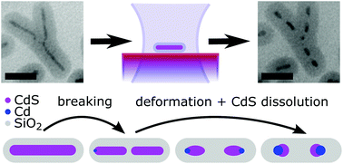 Graphical abstract: Morphological and chemical transformations of single silica-coated CdSe/CdS nanorods upon fs-laser excitation