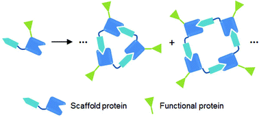 Graphical abstract: Artificial supramolecular protein assemblies as functional high-order protein scaffolds
