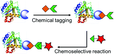 Graphical abstract: Selective chemical labeling of proteins