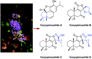 Graphical abstract: Abietane diterpenoids from Caryopteris incana (Thunb.) Miq.