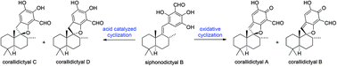 Graphical abstract: Some chemical speculation on the biosynthesis of corallidictyals A–D