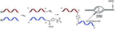 Graphical abstract: Fast and efficient synthesis of Zorro-LNA type 3′-5′-5′-3′ oligonucleotide conjugates via parallel in situ stepwise conjugation