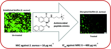 Graphical abstract: Synthesis and biological evaluation of N-naphthoyl-phenylglyoxamide-based small molecular antimicrobial peptide mimics as novel antimicrobial agents and biofilm inhibitors