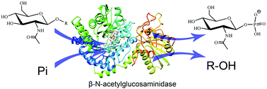Graphical abstract: Insights into the catalytic mechanism of N-acetylglucosaminidase glycoside hydrolase from Bacillus subtilis: a QM/MM study