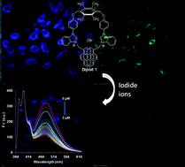 Graphical abstract: Ratiometric fluorophore for quantification of iodide under physiological conditions: applications in urine analysis and live cell imaging