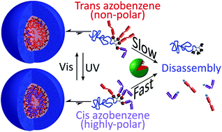 Graphical abstract: The effect of photoisomerization on the enzymatic hydrolysis of polymeric micelles bearing photo-responsive azobenzene groups at their cores