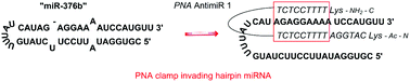 Graphical abstract: Clamping of RNA with PNA enables targeting of microRNA