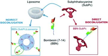 Graphical abstract: Direct subphthalocyanine conjugation to bombesin vs. indirect conjugation to its lipidic nanocarrier