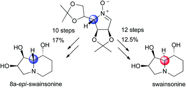 Graphical abstract: Epimerization of C5 of an N-hydroxypyrrolidine in the synthesis of swainsonine related iminosugars