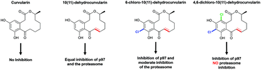 Graphical abstract: Selective inhibition of p97 by chlorinated analogues of dehydrocurvularin