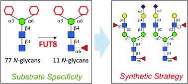 Graphical abstract: Substrate specificity of FUT8 and chemoenzymatic synthesis of core-fucosylated asymmetric N-glycans