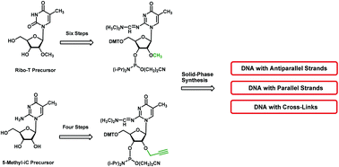 Graphical abstract: 2′-O-Methyl- and 2′-O-propargyl-5-methylisocytidine: synthesis, properties and impact on the isoCd–dG and the isoCd–isoGd base pairing in nucleic acids with parallel and antiparallel strand orientation