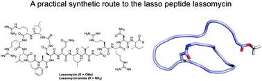 Graphical abstract: Total chemical synthesis of lassomycin and lassomycin-amide