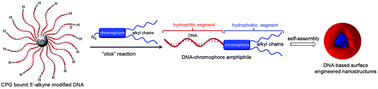 Graphical abstract: Synthesis and self-assembly of DNA–chromophore hybrid amphiphiles