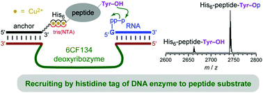 Graphical abstract: Assessing histidine tags for recruiting deoxyribozymes to catalyze peptide and protein modification reactions
