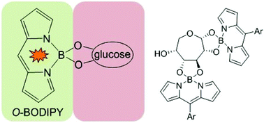 Graphical abstract: Lighting up sugars: fluorescent BODIPY–gluco-furanose and –septanose conjugates linked by direct B–O–C bonds