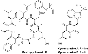 Graphical abstract: Total synthesis of desoxycyclomarin C and the cyclomarazines A and B