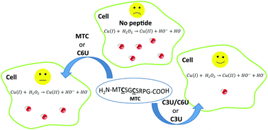 Graphical abstract: Selenocysteine containing analogues of Atx1-based peptides protect cells from copper ion toxicity