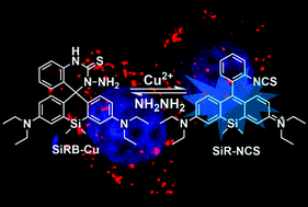 Graphical abstract: A six-membered-ring incorporated Si-rhodamine for imaging of copper(ii) in lysosomes