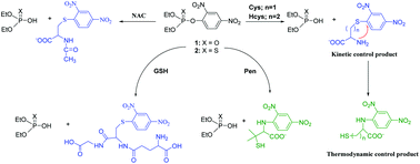 Graphical abstract: Reactivity and selectivity of the reaction of O,O-diethyl 2,4-dinitrophenyl phosphate and thionophosphate with thiols of low molecular weight