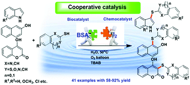 Graphical abstract: Cooperative catalysis by bovine serum albumin–iodine towards cascade oxidative coupling-C(sp2)–H sulfenylation of indoles/hydroxyaryls with thiophenols on water