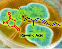 Graphical abstract: Ravynic acid, an antibiotic polyeneyne tetramic acid from Penicillium sp. elucidated through synthesis