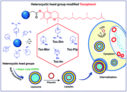 Graphical abstract: Effects of heterocyclic-based head group modifications on the structure–activity relationship of tocopherol-based lipids for non-viral gene delivery