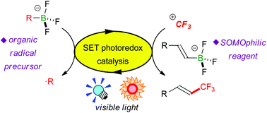 Graphical abstract: Combination of organotrifluoroborates with photoredox catalysis marking a new phase in organic radical chemistry
