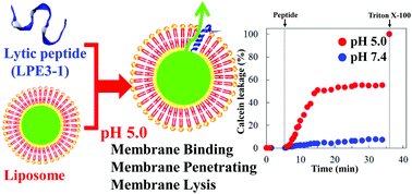 Graphical abstract: pH-Dependent membrane lysis by using melittin-inspired designed peptides