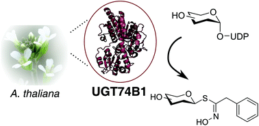 Graphical abstract: UGT74B1 from Arabidopsis thaliana as a versatile biocatalyst for the synthesis of desulfoglycosinolates