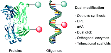 Graphical abstract: Dual modification of biomolecules