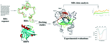 Graphical abstract: An investigation on the interaction modes of a single-strand DNA aptamer and RBP4 protein: a molecular dynamic simulations approach