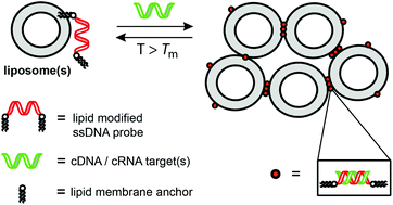 Graphical abstract: Mismatch discrimination of lipidated DNA and LNA-probes (LiNAs) in hybridization-controlled liposome assembly