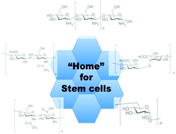 Graphical abstract: Using carbohydrate-based biomaterials as scaffolds to control human stem cell fate