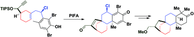 Graphical abstract: Asymmetric synthesis of (+)-17-epi-methoxy-kauran-3-one through tandem oxidative polycyclization-pinacol process