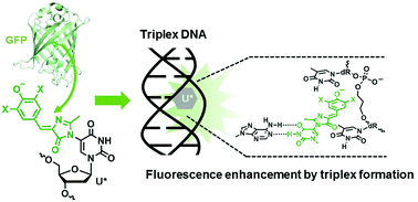 Graphical abstract: Fluorescence enhancement of oligodeoxynucleotides modified with green fluorescent protein chromophore mimics upon triplex formation