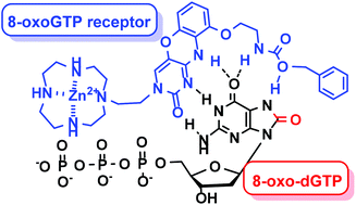 Graphical abstract: Synthetic receptor molecules for selective fluorescence detection of 8-oxo-dGTP in aqueous media