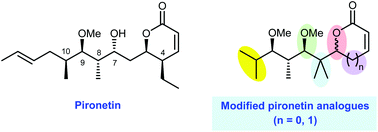 Graphical abstract: Synthesis and biological evaluation of simplified pironetin analogues with modifications in the side chain and the lactone ring